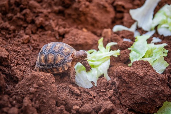 Quel est le nom du bébé de la tortue ?